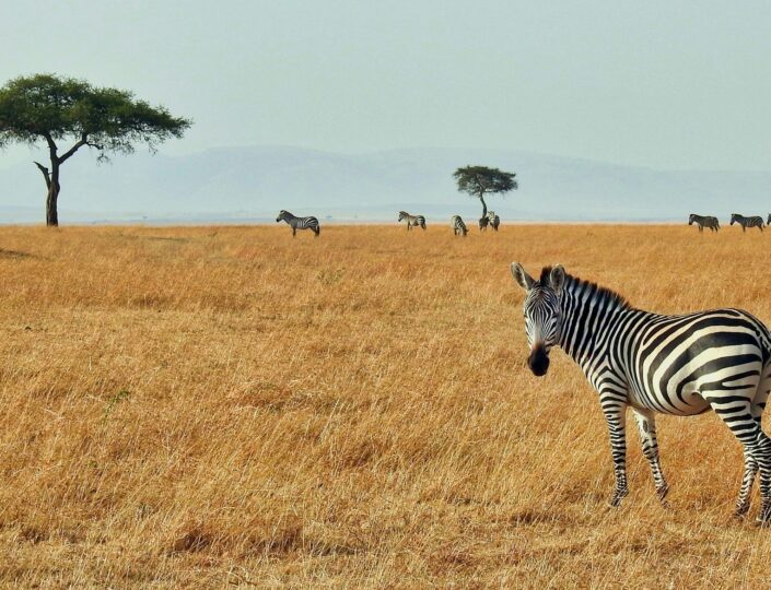 Why Your Next Vacation Should Be in the Bush, Not the Beach – American Travel Blogger Why Your Next Vacation Should Be in the Bush, Not the Beach – American Travel Blogger